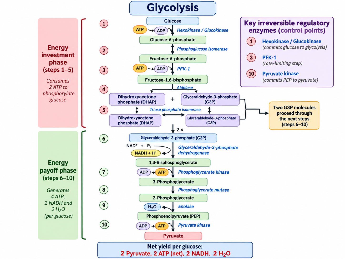 glycolysis